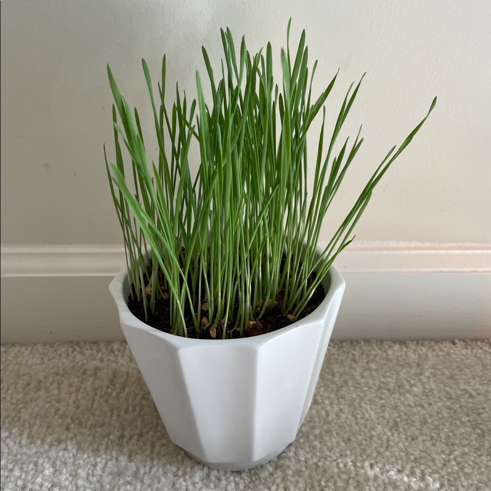 Organic cat grass growing kit with ceramic pot